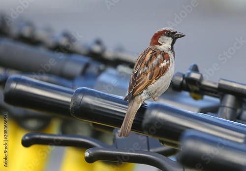 Obraz na plátně A sparrow sits on the handlebars of a scooter
