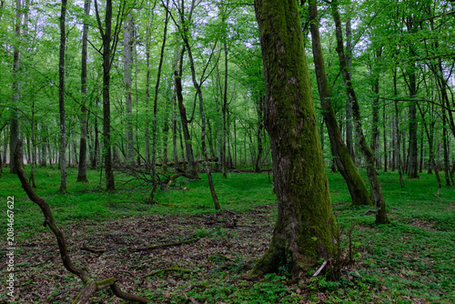 Fotografía Bialowieza forest primeval woodland green canopy