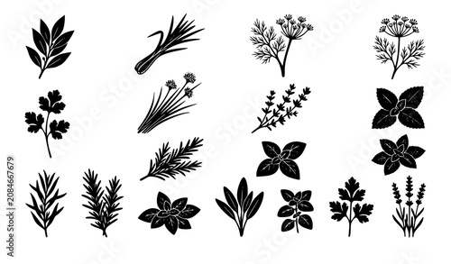 Obraz na płótnie Fresh Culinary Herbs Black Silhouette Vector Set Featuring Rosemary, Basil, Pars
