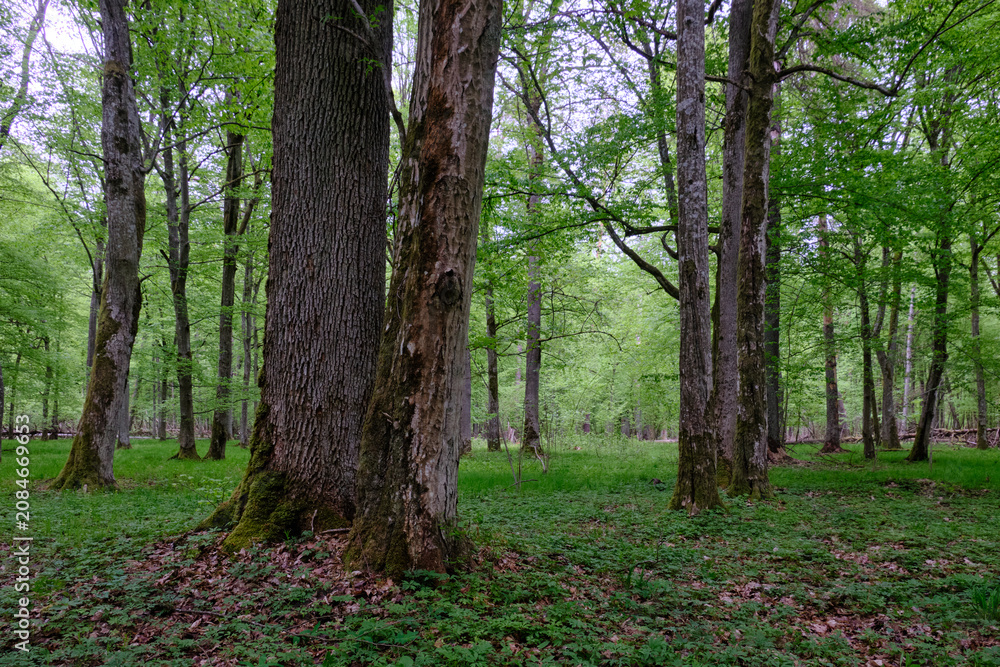 Fototapeta premium Bialowieza forest primeval trees and fresh spring foliage