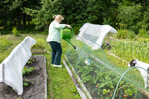 Senior woman watering vegetable sprouts with a green watering can in the garden bed.
