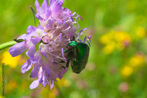 Rose chafer (Cetonia aurata) on a field scabious (Knautia arvensis) flower