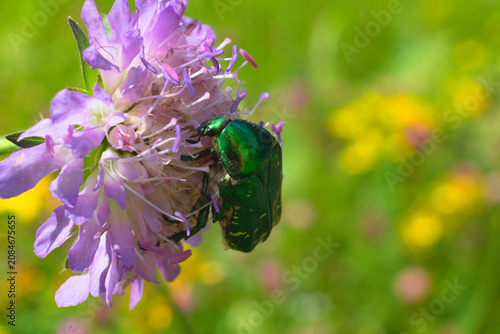 Rose chafer (Cetonia aurata) on a field scabious (Knautia arvensis) flower