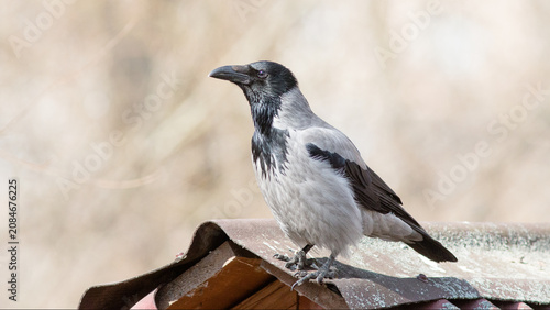 Foto crow on the fence