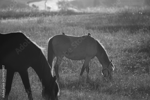 Photography Black and white horses grazing in a misty countryside at sunrise
