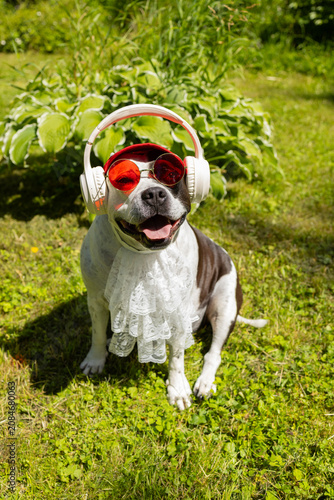 Фотография Funny pit bull dog wearing sunglasses, headphones, and a white lace jabot sitting on the grass