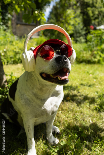 Canvastavla Funny pit bull dog wearing sunglasses, headphones, and a white lace jabot sitting on the grass