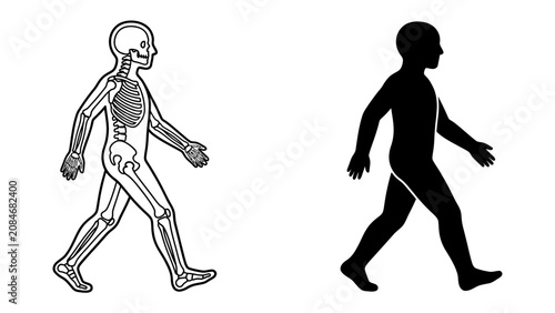 Bild auf Leinwand Anatomy and Silhouette of a Walker