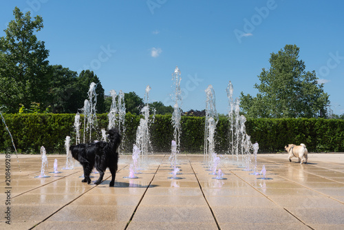 Obraz na plátne Domestic dogs walk around splashing ground water jets of pedestrian fountain on