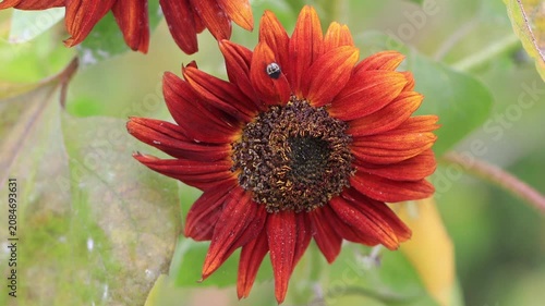 Close-up of a red flower with an insect, a green rice bug on a beautiful wine-red flower, large red petals with brown stamens, flowers blowing in the wind