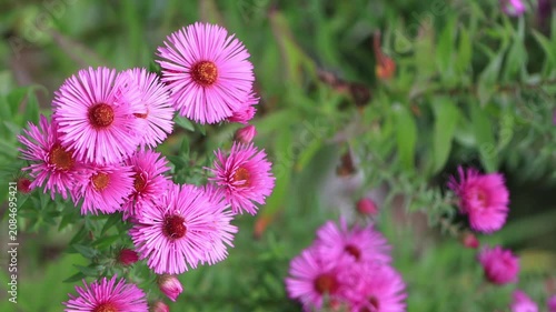 many violet-orange aster blossoms swaying in the wind, orange-pink flower bed, purple blossoms of an autumn aster, a bed of pink flowers, autumn flowers, Symphyotrichum, green background