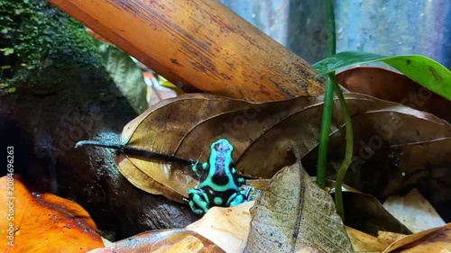 Green and black poison dart frog on dry leaves in terrarium