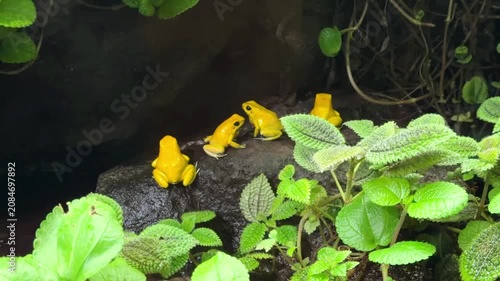 Group of golden poison frogs on wet rock among green plants in terrarium