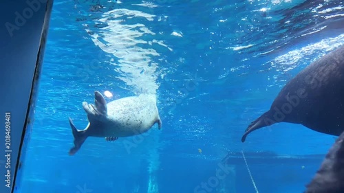 Harbor seal swimming underwater in blue aquarium tank