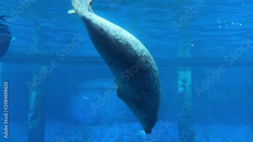 Harbor seal swimming underwater in blue aquarium tank