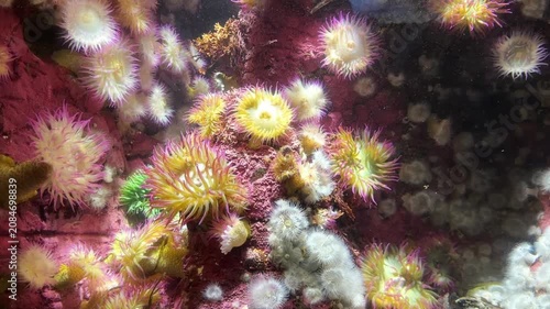 Colorful sea anemones on rock in cold water aquarium