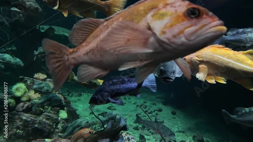 Group of colorful rockfish swimming in cold water aquarium tank
