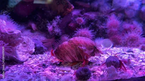 Hermit crab in decorated shell on seabed with anemones in aquarium