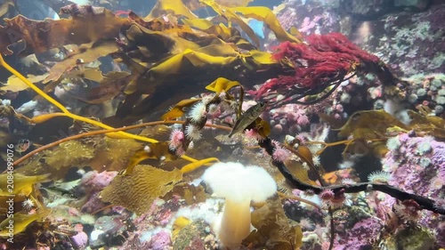 Fish among kelp and sea anemones in cold water kelp forest aquarium