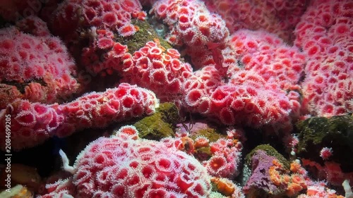 Colony of strawberry anemones covering rocks in cold water aquarium