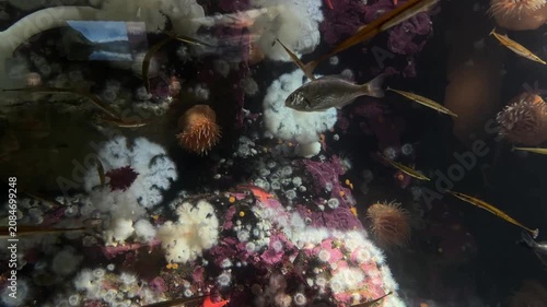 Fish swimming over colorful cold water reef with anemones and starfish in aquarium