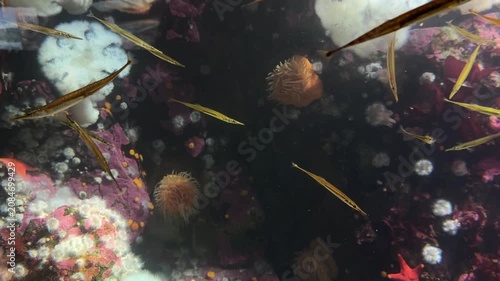 School of tubesnout fish over colorful cold water reef with anemones in aquarium