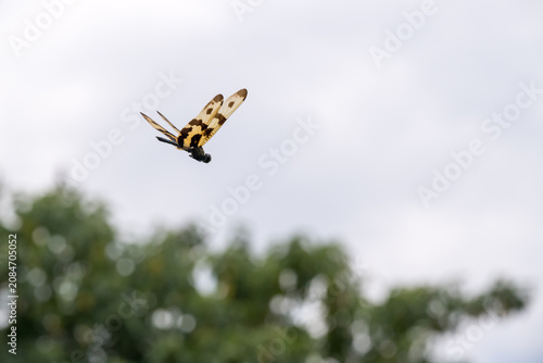 A beautiful common picture wing dragonfly flying in the sky.