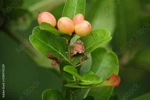 Fotografie Close up of fresh unripe karonda or koromcha berries growing on a branch