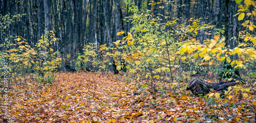 Autumn forest with fallen leaves young trees with yellow foliage and log on ground