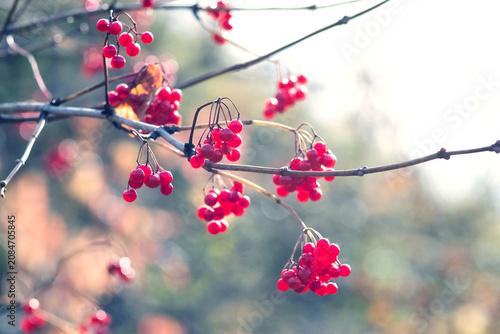 Obraz na płótnie Red viburnum berries on branches on blurred autumn background close up