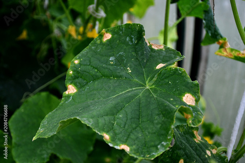 Cucumber plants with yellow and brown spots on green leaves affected by the disease. A fungal or viral disease. Lack or excess of moisture and nutrients when growing in a greenhouse