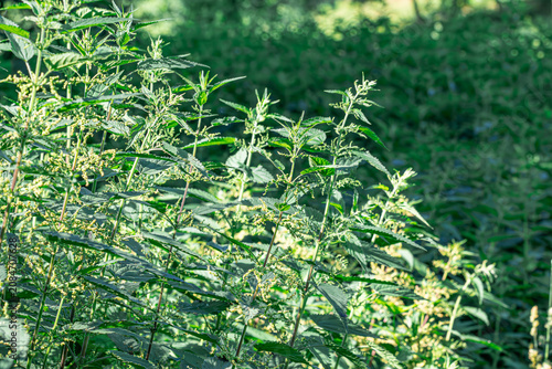 Фотография Natural background of green nettle leaves