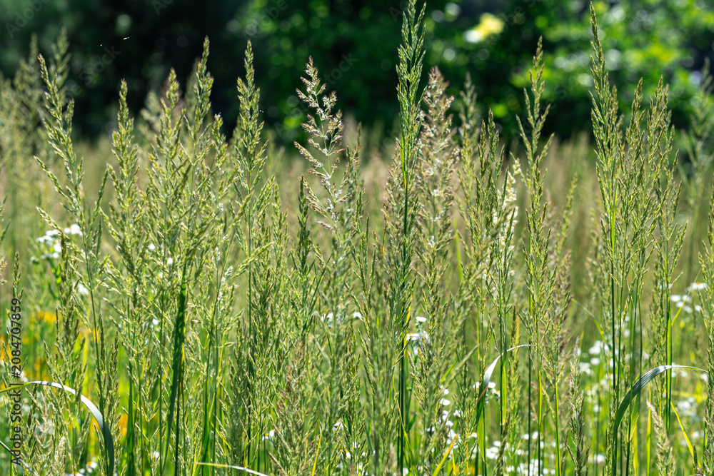 Fototapeta premium Natural summer background of wild meadow grass.