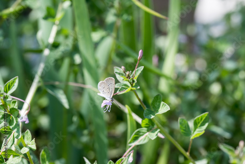 Bild auf Leinwand A lesser grass blue butterfly on the purple cleome flower.