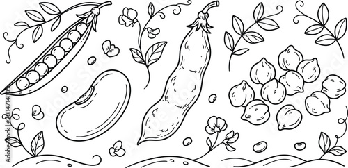 Fotografía Legumes vector line art set with peas pod kidney bean chickpeas flower vines and