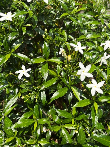 Close-up of a lush Pinwheel Jasmine (Tabernaemontana divaricate) bush with small white flowers blooming amidst green leaves.