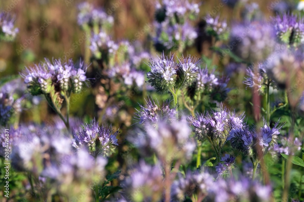 Obraz premium Close-up of blooming flowers in a phacelia field.