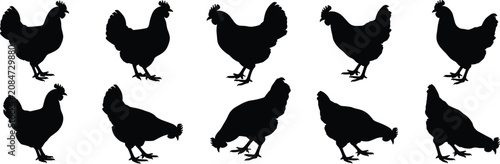 Foto Collection of black hen silhouettes in various standing and pecking poses, isola