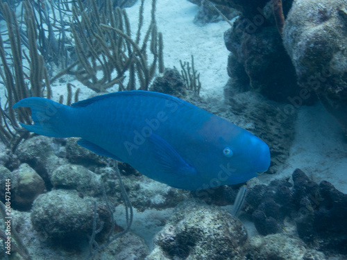 Blue Parrotfish