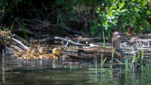 Female Mallard Duck Swimming with Her Ducklings
