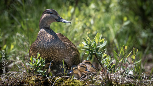 Female Mallard Resting in the Sun with Her Ducklings