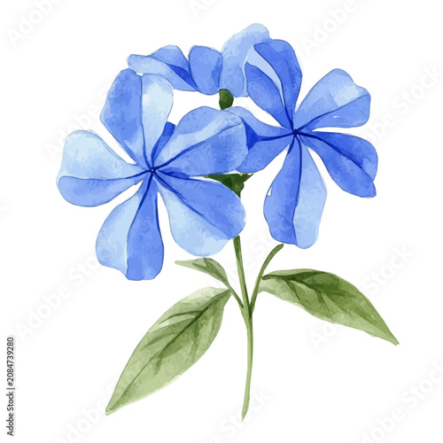 Quadro su tela Plumbago Flower, beautiful watercolor illustration, isolated on a white background, soft and delicate colors