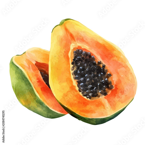 Papaya, vibrant watercolor vector, isolated on a white background, high quality and detailed design.