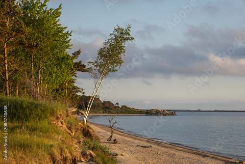 Canvastavla Leaning birch trees on an eroded dune over a wild sandy Baltic Sea beach in warm evening light, calm sea and coastal ruins in the distance, Latvia