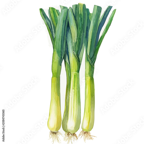 watercolor painting of Leek graphic, isolated on a white background.