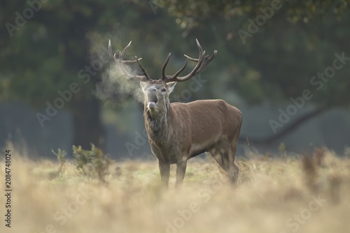 Red deer (Cervus elaphus) adult male stag animal roaring during the rut in autumn, England, United Kingdom