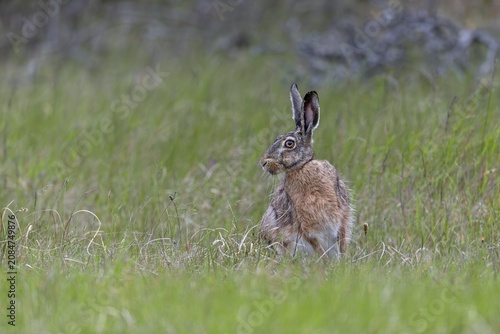 Despite its good camouflage, the brown hare (Lepus europaeus) persists and changes direction, Denmark