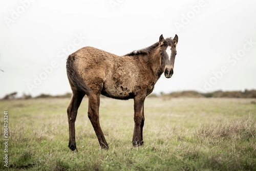 Brown horse standing alone in a grassy pasture with overcast sky and distant treeline