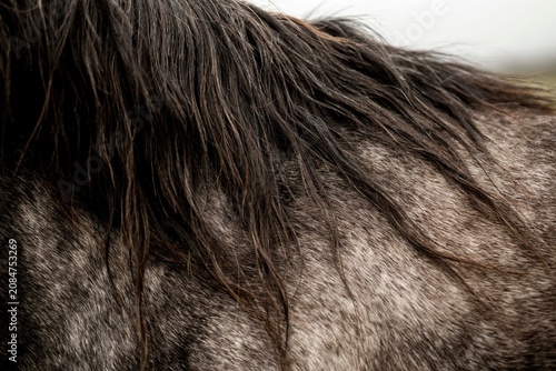Close-up view of a horse's dark mane and textured dapple gray coat showing strands, hair detail and natural fur pattern