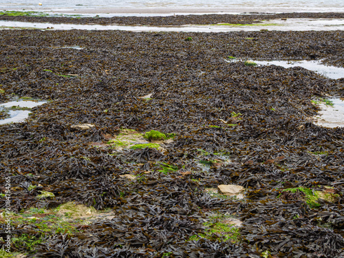 Detalle de algas al descubierto en la marea baja en una Playa de la Normandía Francesa, viajando en verano de 2022